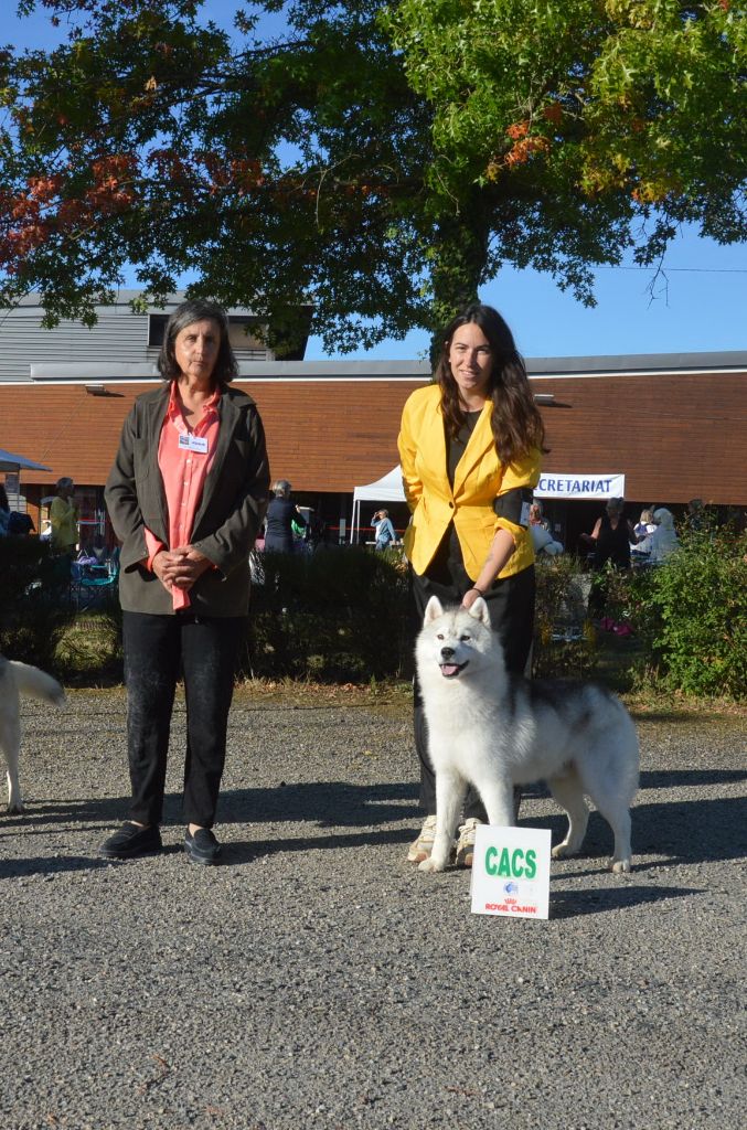 CH. Rocky de l'écume des cimes blanches - CACS - Meilleur de Race