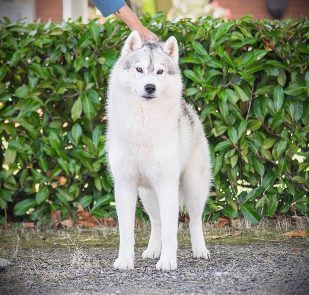 CH. Rocky de l'écume des cimes blanches - CACS