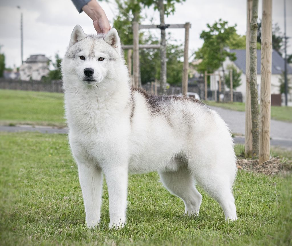 CH. Rocky de l'écume des cimes blanches - CACS