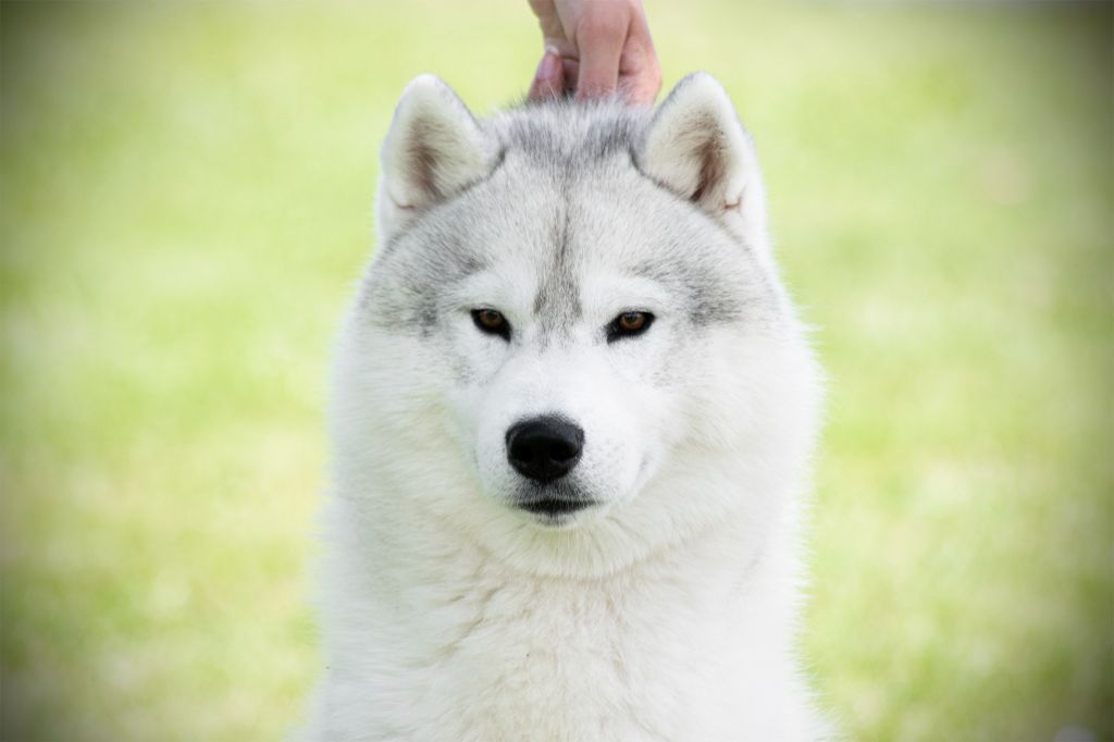 CH. Rocky de l'écume des cimes blanches - CACS