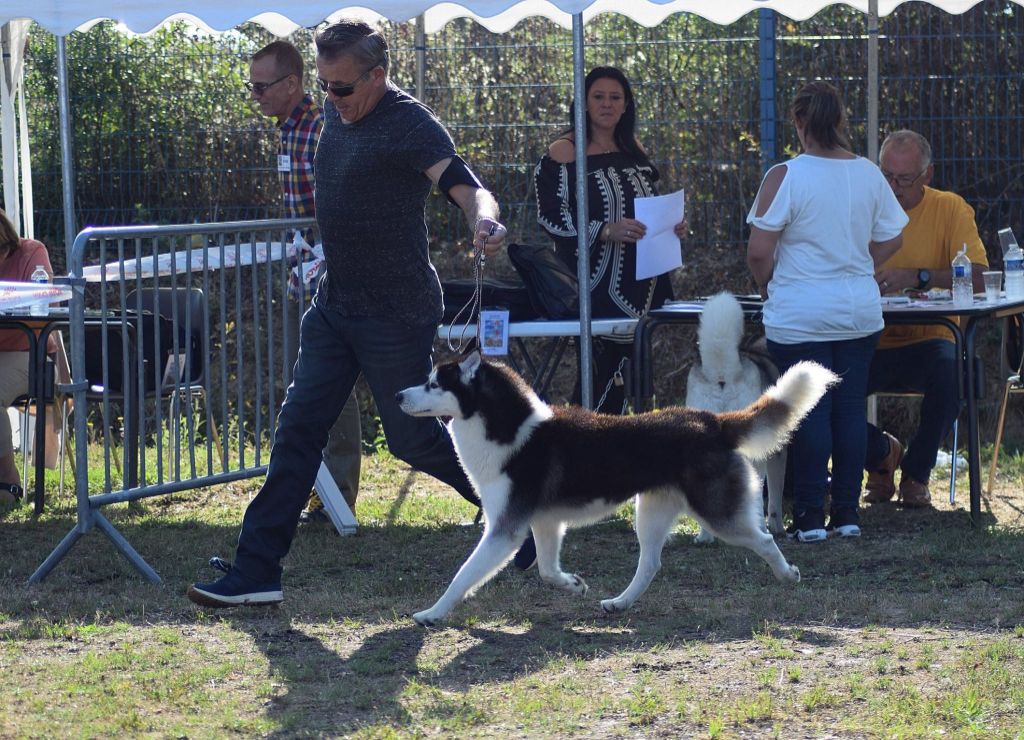 Novak of aqua ice - 2ème Excellent - RCACS