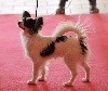 Mia des rèves polaires - Très Prometteur - Meilleur Puppy