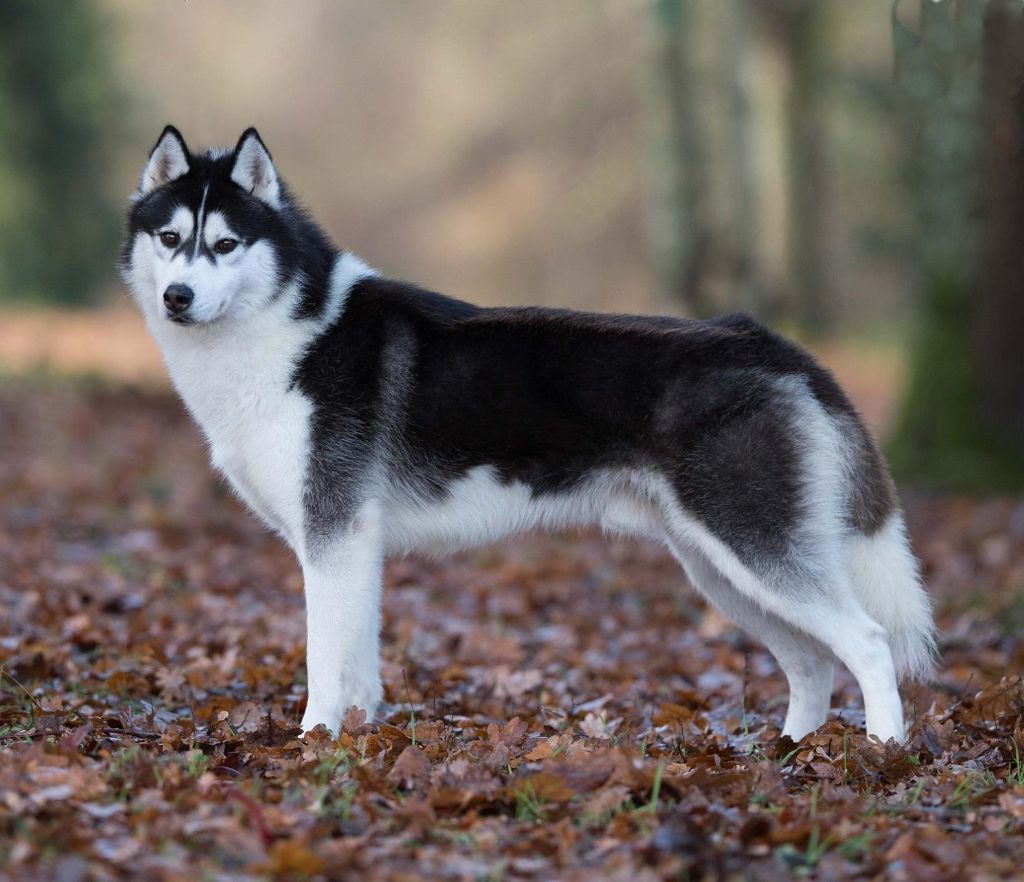 Novak of aqua ice - 1er excellent - Classe Intermédiaire