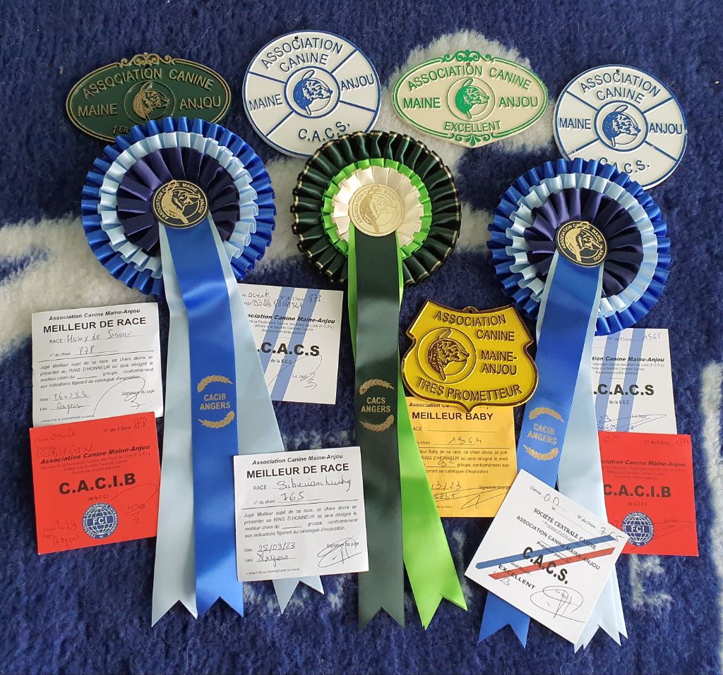 CH. Rocky de l'écume des cimes blanches - CACS- MEILLEUR DE RACE