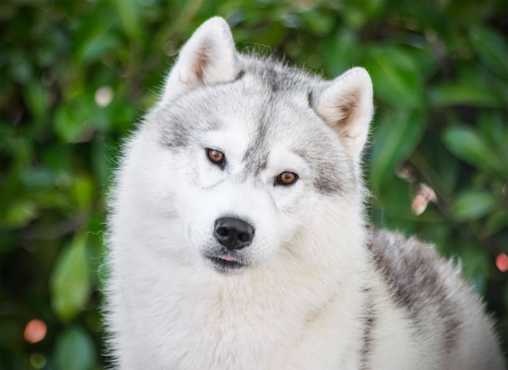 CH. Rocky de l'écume des cimes blanches - CACS