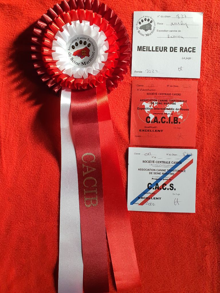 CH. Rocky de l'écume des cimes blanches - 1er Excellent - CACS + CACIB + Meilleur de Race