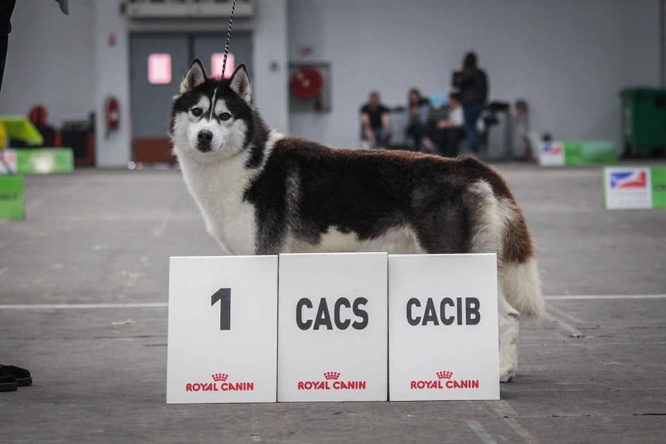 Novak of aqua ice - CACS - CACIB et MEILLEUR DE RACE