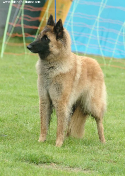 Amira du domaine de la Sûre - EX 2 RCAC/RCACIB