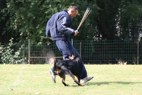Bastet pandore des Chasseurs D'Ombre - EXC 174,7/200 Classée 6/9