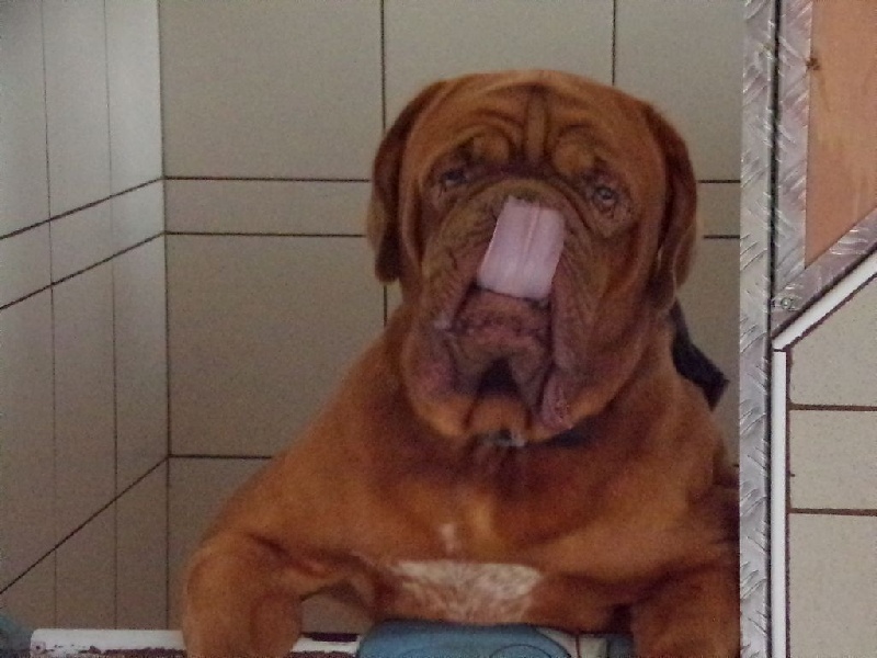 Publication : de Rophemel Auteur : BARBIER CAROLE