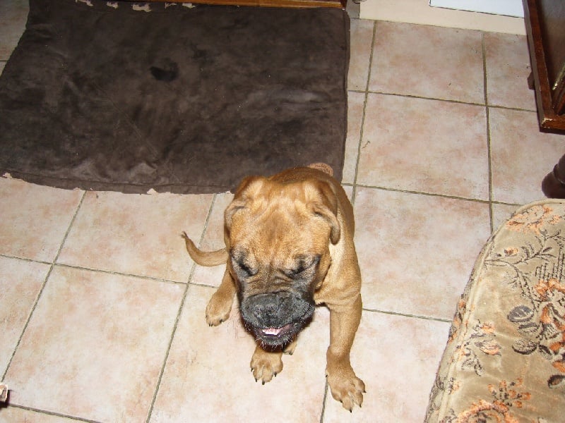 Publication : de Rophemel Auteur : BARBIER CAROLE