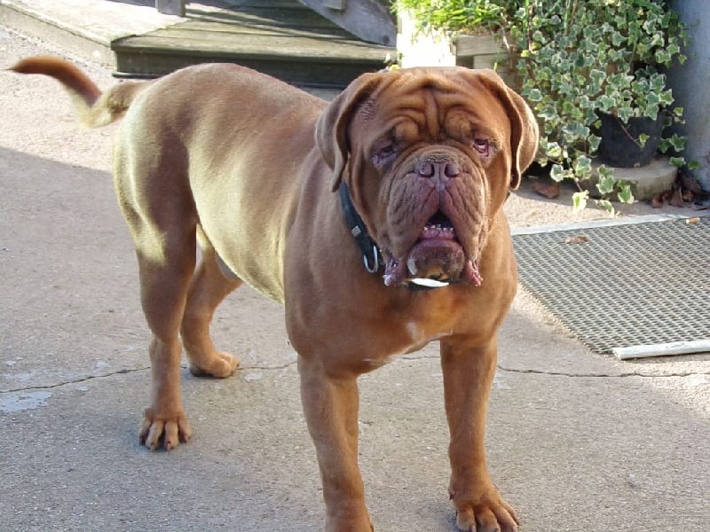 Publication : de Rophemel Auteur : BARBIER CAROLE