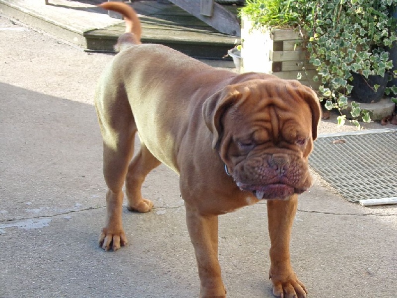 Publication : de Rophemel Auteur : BARBIER CAROLE