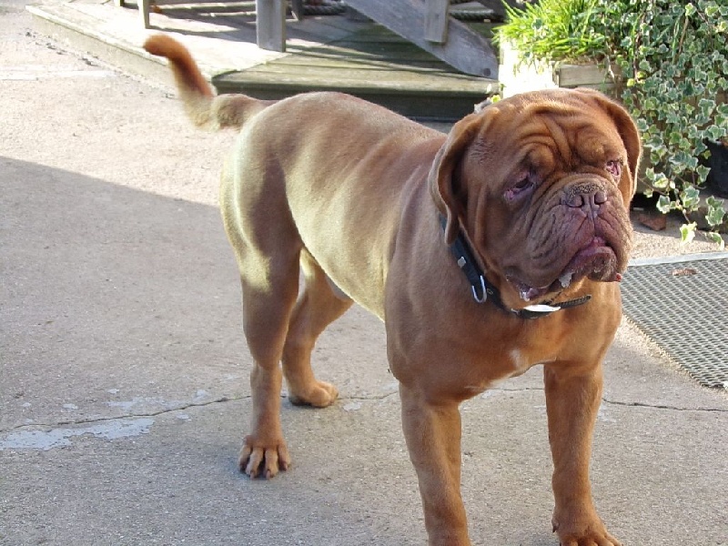 Publication : de Rophemel Auteur : BARBIER CAROLE