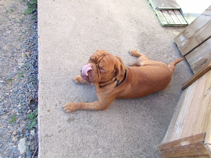 Publication : de Rophemel Auteur : BARBIER CAROLE