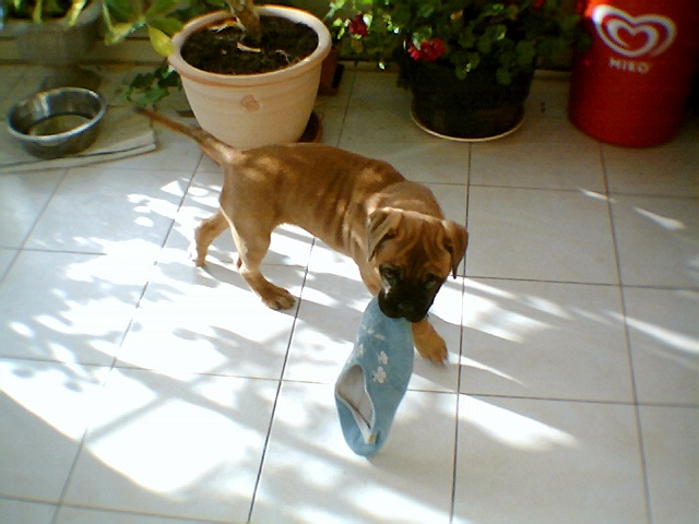 Publication : de Rophemel Auteur : BARBIER CAROLE