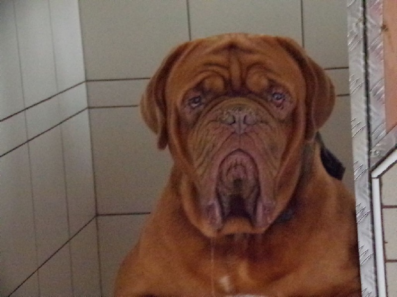 Publication : de Rophemel Auteur : BARBIER CAROLE