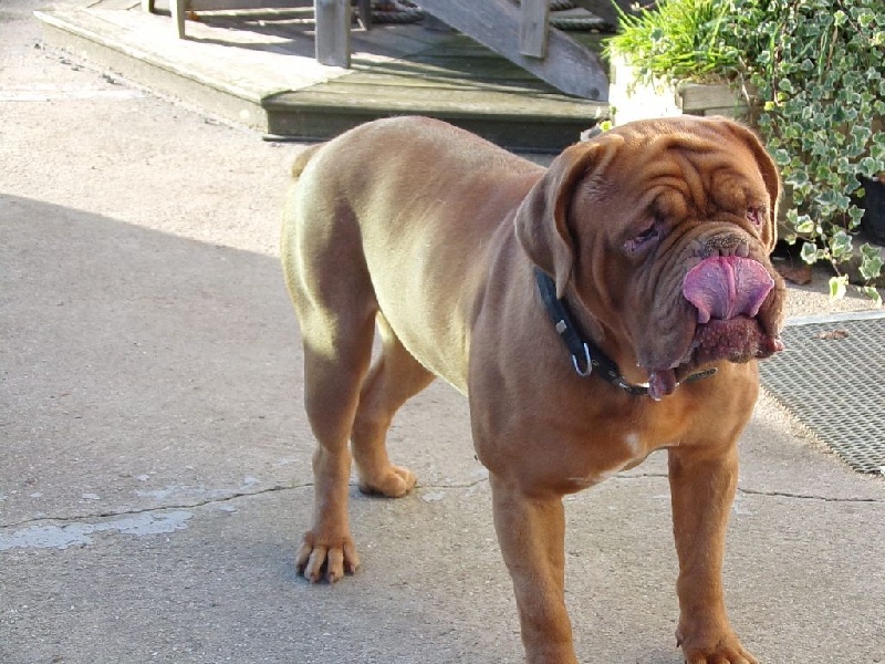 Publication : de Rophemel Auteur : BARBIER CAROLE