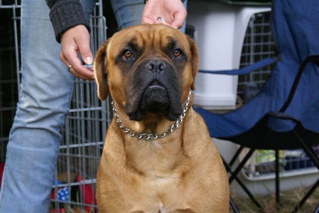Caltéa du temple de rubis - tres bon
