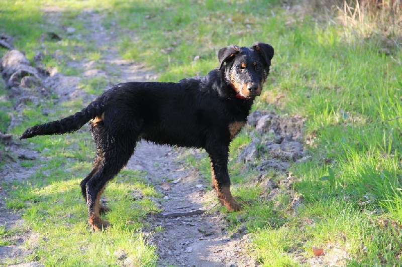 Irtis d'or du Royaume D'Elsa