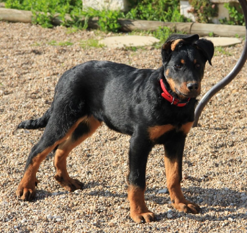 Irtis d'or du Royaume D'Elsa