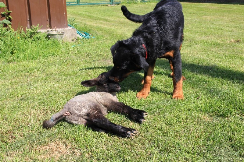 Irtis d'or du Royaume D'Elsa