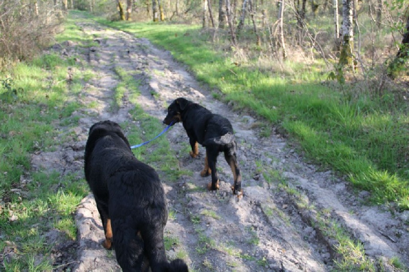 Irtis d'or du Royaume D'Elsa
