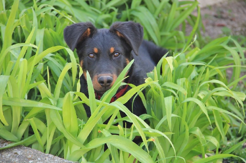 Irtis d'or du Royaume D'Elsa