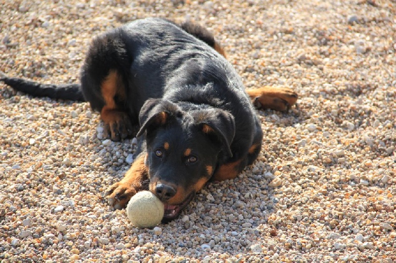 Irtis d'or du Royaume D'Elsa