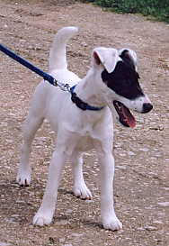 Publication : Des Bruyères De Saint Cyr