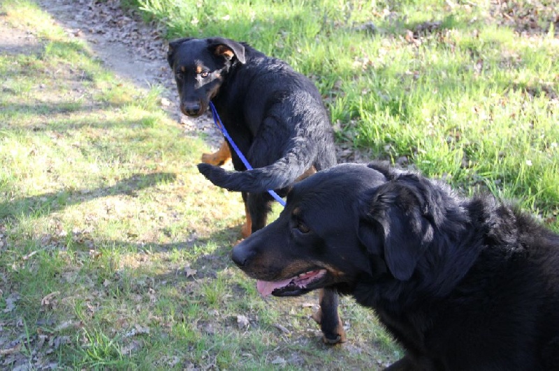 Irtis d'or du Royaume D'Elsa