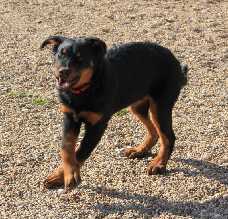 Irtis d'or du Royaume D'Elsa