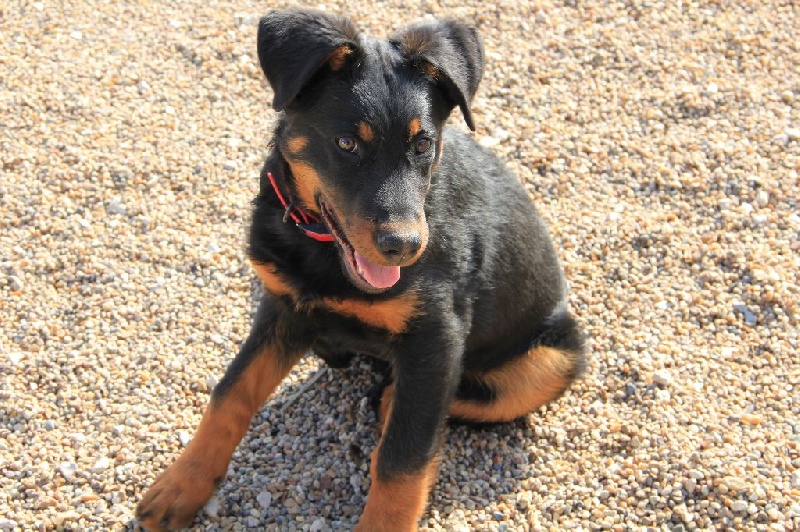 Irtis d'or du Royaume D'Elsa