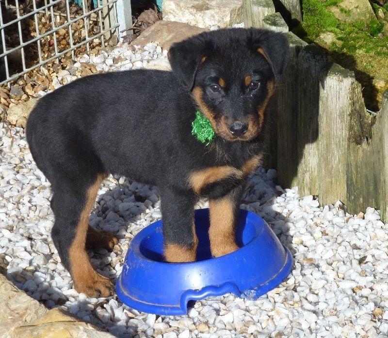 Irtis d'or du Royaume D'Elsa