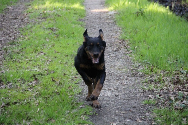 Irtis d'or du Royaume D'Elsa