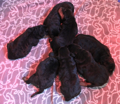 Des Bruyères De Saint Cyr