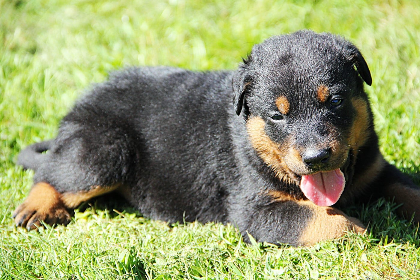 Chiot N°1 - Berger de Beauce