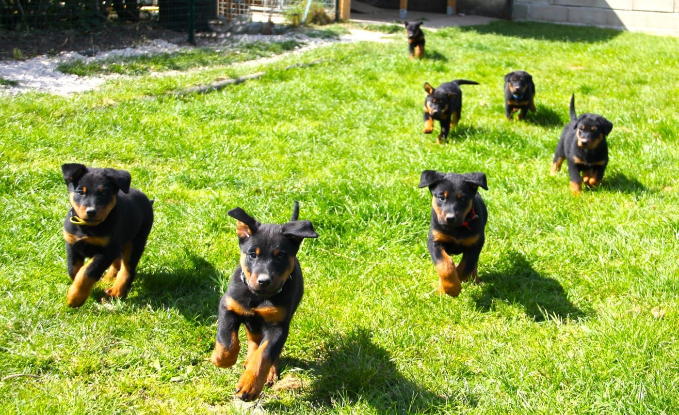 Berger de Beauce - Des Bruyères De Saint Cyr