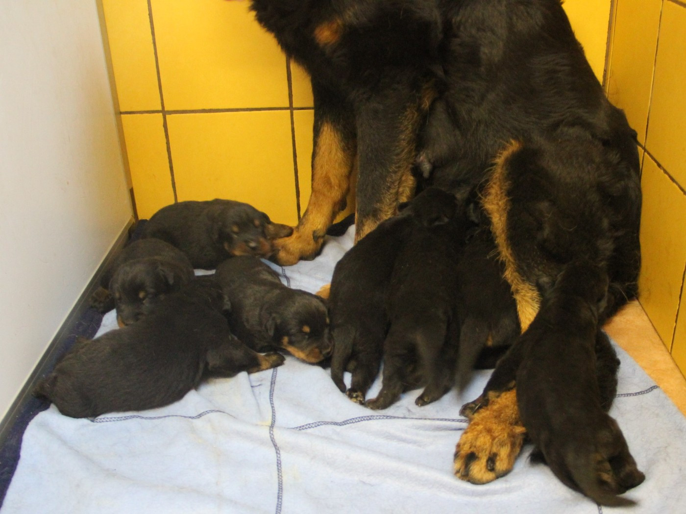 Chiot N°3 - Berger de Beauce
