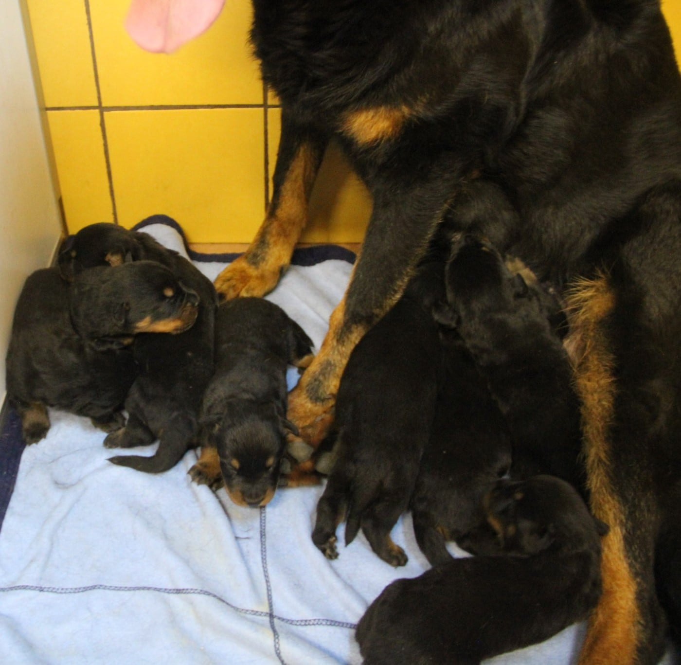Chiot N°8 - Berger de Beauce