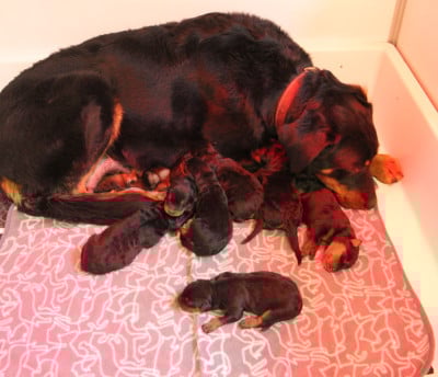 Les chiots de Berger de Beauce