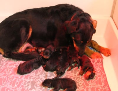 Les chiots de Berger de Beauce