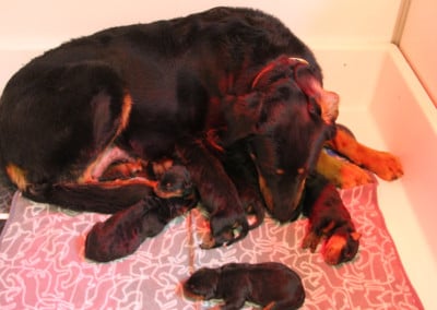 Les chiots de Berger de Beauce