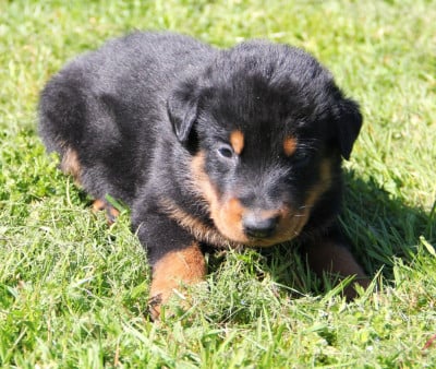 Les chiots de Berger de Beauce