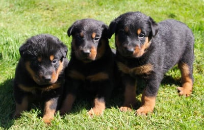 Les chiots de Berger de Beauce