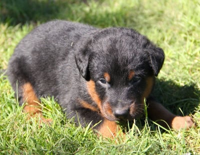 Les chiots de Berger de Beauce