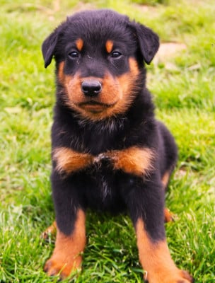 Les chiots de Berger de Beauce