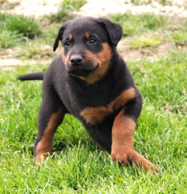 Les chiots de Berger de Beauce