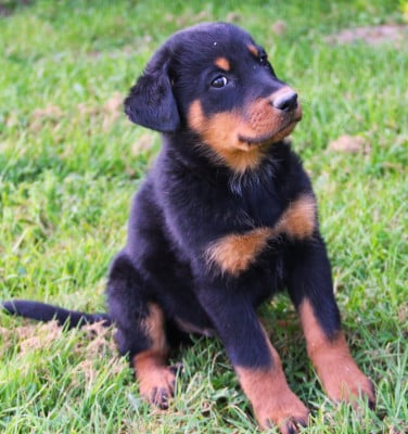 Les chiots de Berger de Beauce