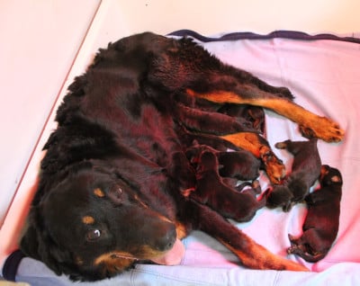 Les chiots de Berger de Beauce